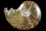 Polished, Agatized Ammonite (Cleoniceras) - Madagascar #97299-1
